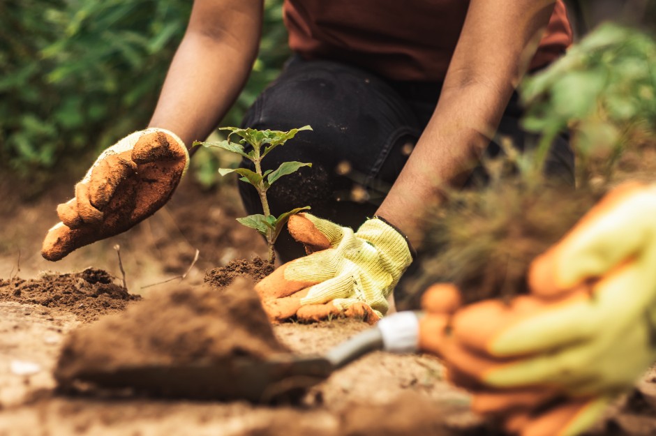 Tree planting